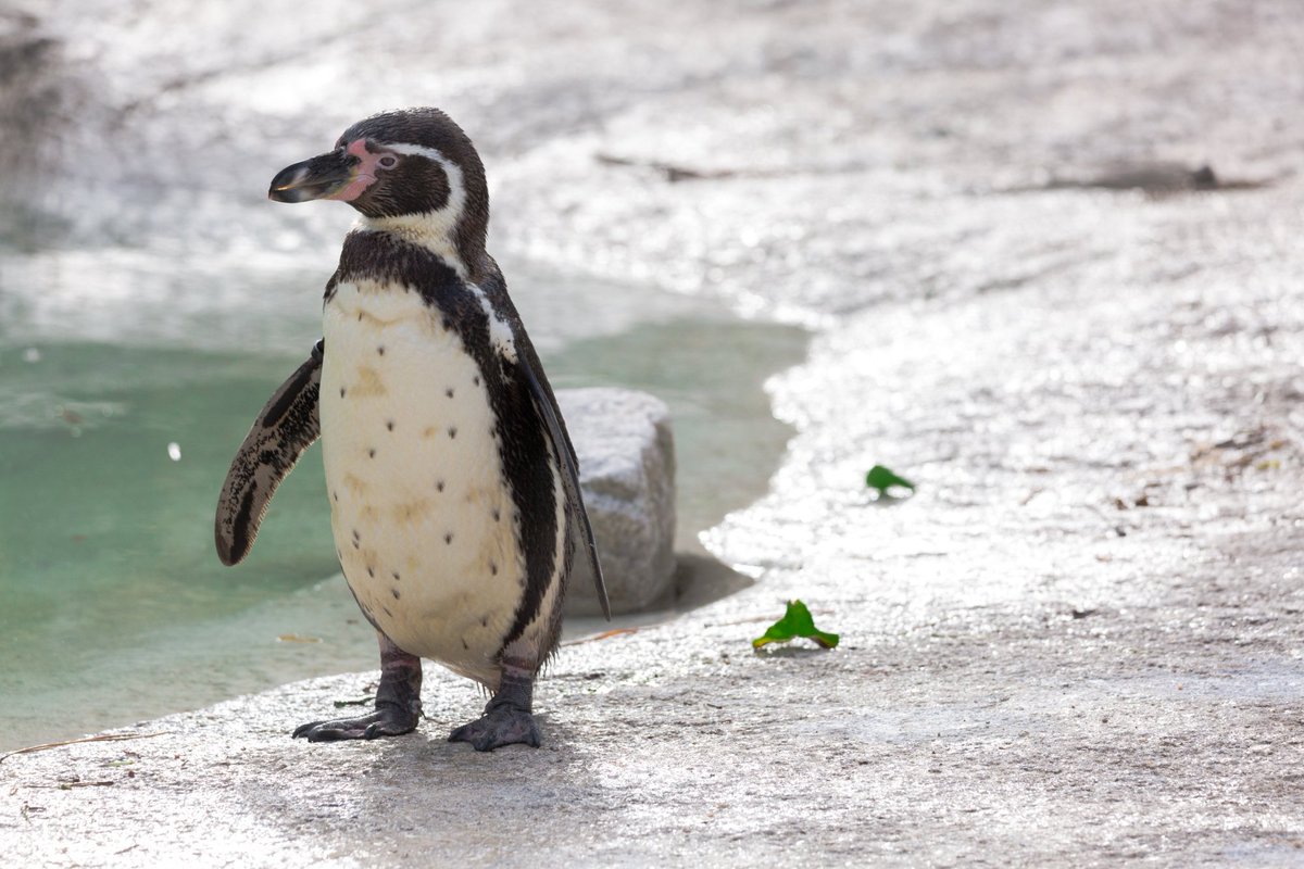 NewquayZoo's tweet photo. Gool Peran Lowen! Happy St Piran's Day. 

Our penguins aren't just dressed for the occasion in black and white, but they have a surprising link to Cornwall too! 

Read our latest blog to learn more:
https://t.co/Oqbl8b5vUm https://t.co/j3wZy6zEus