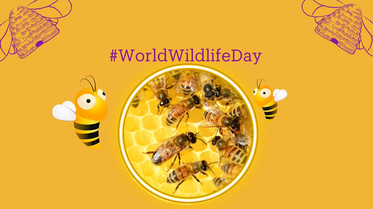 SlangeVar's tweet photo. For #WorldWildlifeDay we are talking Bees!

Bees are essential for the health of people and the planet. Honey and other products have medicinal properties, and the role of bees as pollinators makes them vital for food supplies.

#honey #bee #bees #beekeeping https://t.co/iKX6djG4OH