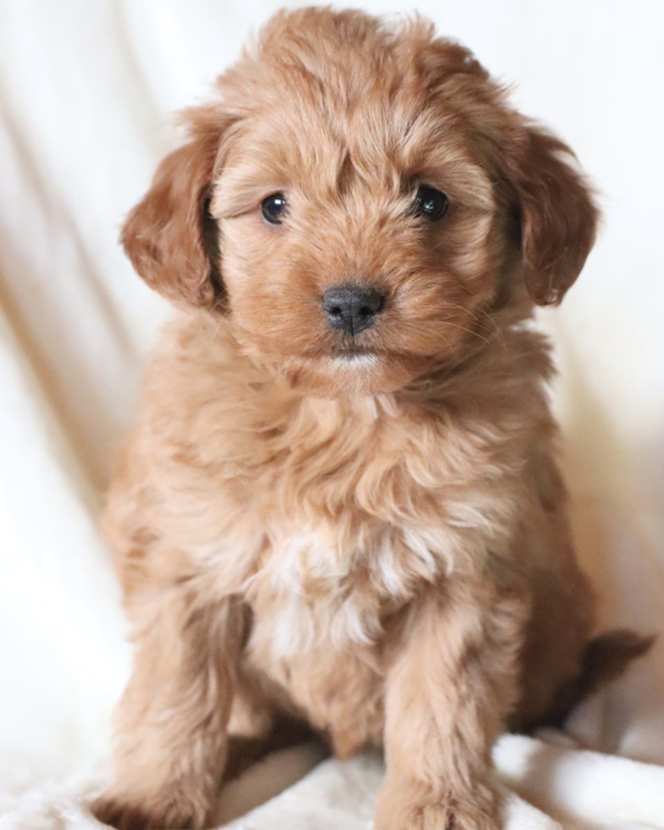 LancasterPuppie's tweet photo. 🤍Say hello to this adorable Mini Goldendoodle puppy! Sadie is a spunky little girl ready to melt your heart. She has lots of energy and loves to cuddle up on chilly days. 🐶🐾
•
•
https://t.co/5Kn95pAeSO
•
#MiniGoldendoodle
#Thurseday
#LancasterPuppies
https://t.co/1eshrst1t2 https://t.co/kITO7mLrvg