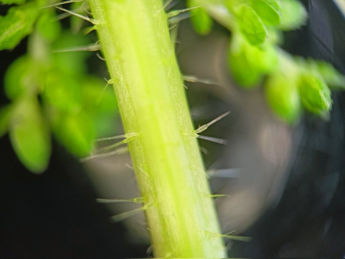 AgroThings's tweet photo. ❗Listos para #AULA2022❗
Viernes 4, pásate por nuestro stand.
Talleres de:
🕞🌾16:30 a 18:0 "La importancia de las plantas y sus semillas".
🕢📱18:00 a 19:30"Realidad aumentada adaptada al Smartphone (plantas, semillas y plagas)" 
@etsiaab @La_UPM 
.....
▶️🏠@IFEMA https://t.co/KIjGDv4iBm