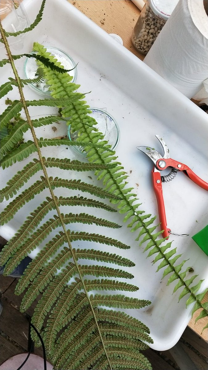 ❗Listos para #AULA2022❗
Viernes 4, pásate por nuestro stand.
Talleres de:
🕞🌾16:30 a 18:0 "La importancia de las plantas y sus semillas".
🕢📱18:00 a 19:30"Realidad aumentada adaptada al Smartphone (plantas, semillas y plagas)" 
<a href="/etsiaab/">ETSIAAB / #AlimentaElFuturo</a> <a href="/La_UPM/">Universidad Politécnica de Madrid</a> 
.....
▶️🏠<a href="/IFEMA/">IFEMA MADRID</a>