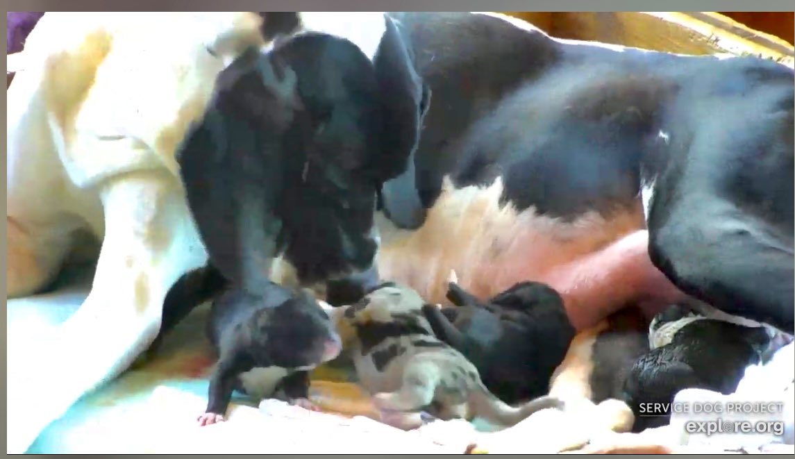 Four puppies and counting!! @servicedogproject @dogblessyou #exploreorg #servicedogproject #dogblessyou #servicedog #servicedogs #greatdaneservicedog #greatdane #greatdanesh #balance #balanceandmobility #balancedog #greatdanesofinstagram #gteatdanesofig#greatdanelove #danelife