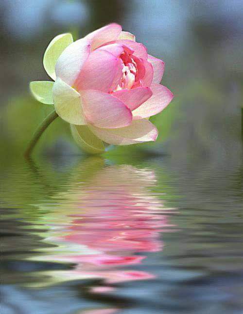 SoyLauraRivas's tweet photo. Bonito día!!! Que hermoso amanecer...Despertar en mí #Juevesmidiafavorito un día más..Por favor, se amable, sonríe,permite que la Magia habite en tí y haga un Mundo de compasión, Paz, se positivo y eleva tu frecuencia!!! Entre más alto vibres... Más alto llegas!!!
#LauraRivas 🍀 https://t.co/G9qb3Smg8U