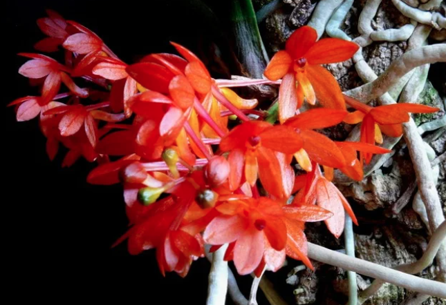 brooksideorchid's tweet photo. Ascocentrum ampullaceum aurantiacum 2"

#ascocentrum #ascocentrumorchid #brooksideorchids #brooksidegardens #orchidflowers https://t.co/U9STNwJaym