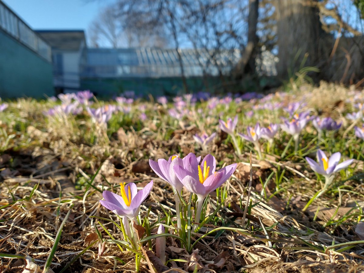 queensfarm's tweet photo. A welcome sight โ the crocuses are blooming! Who else is ready for Spring?
#SignsofSpring #SignsofSpringNYC #CrocusWatch @nycparks https://t.co/2dyb1Gjv6g