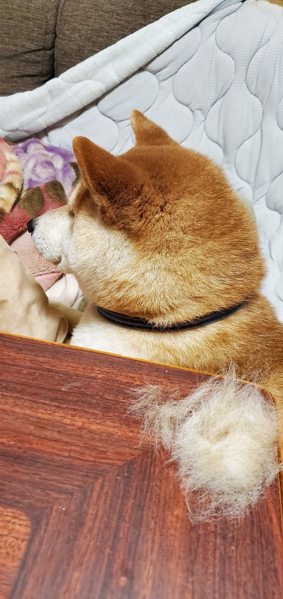 5nohaha's tweet photo. 換毛期始まった
掃除しても
毛だらけの日々、、
#柴犬 https://t.co/EDUsztD6CB