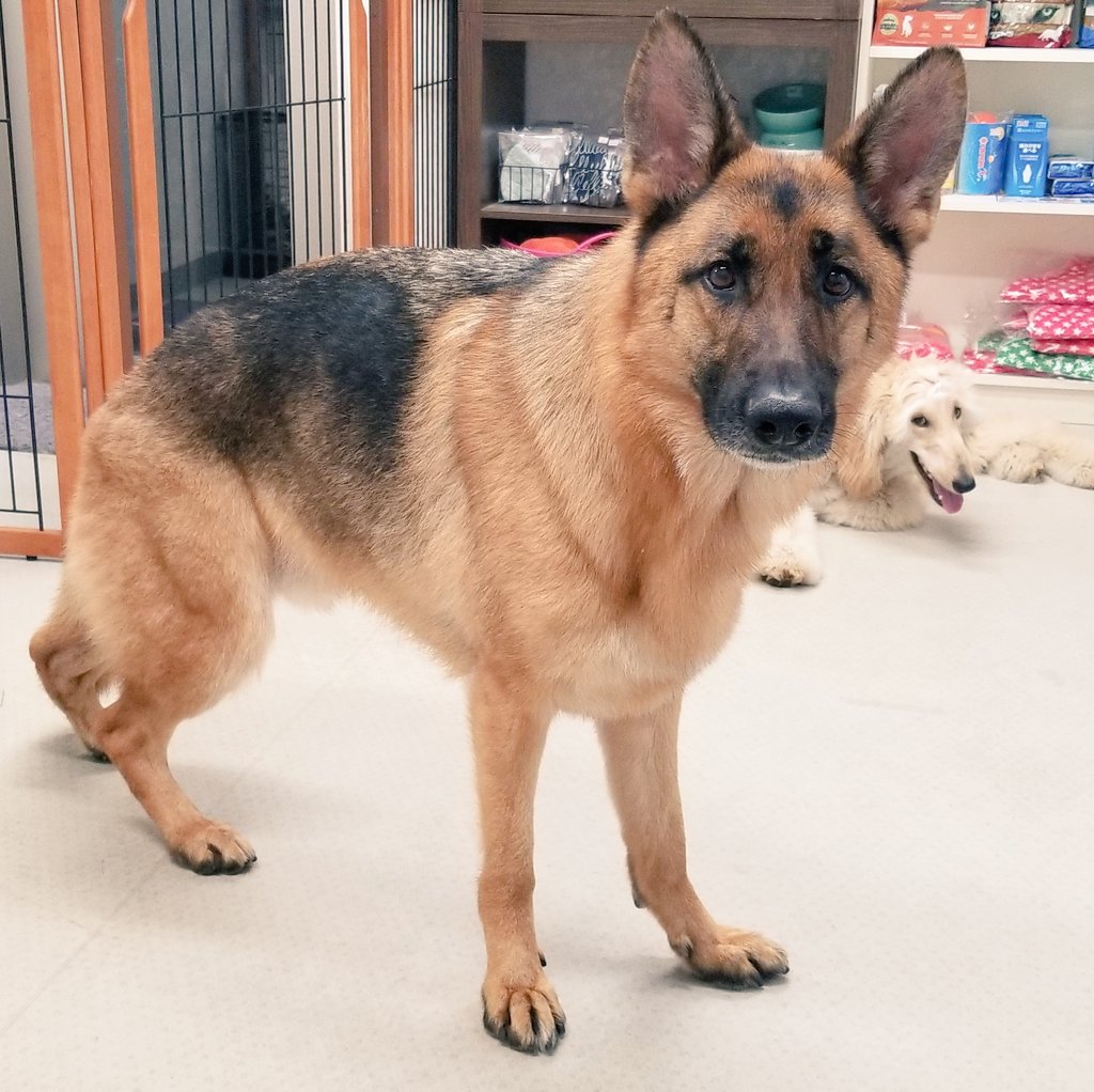 あしゅ Gsd Ashlicht Twitter