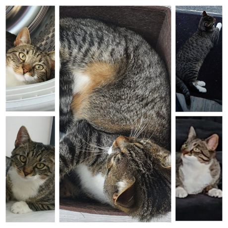 💔 IN MEMORIAM
KAT SAGA
gest. poes, cypers/wit
#BENNEKOM #GE Julianalaan
#DHver 19/2/22 facebook.com/DeHerenigingGe…