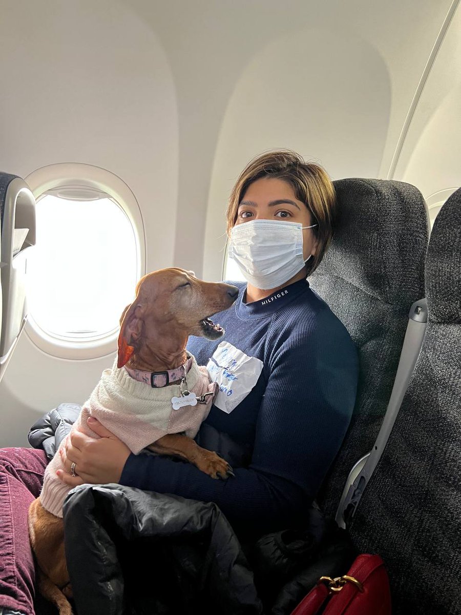 m_ebrard's tweet photo. Y  entre los pasajeros a bordo del vuelo con familias desde Ucrania vienen ella y su perrito que siempre la acompaña. Pronto estarán en casa !! https://t.co/GAz3OUCxEf