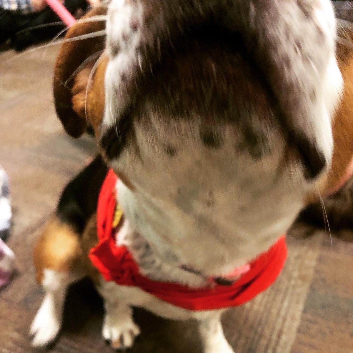 DOG ALERT 🚨 Lizzie will be in the WaGE (118 Lupton Hall) today from 1-2pm 🐶🐾 #utchattanooga