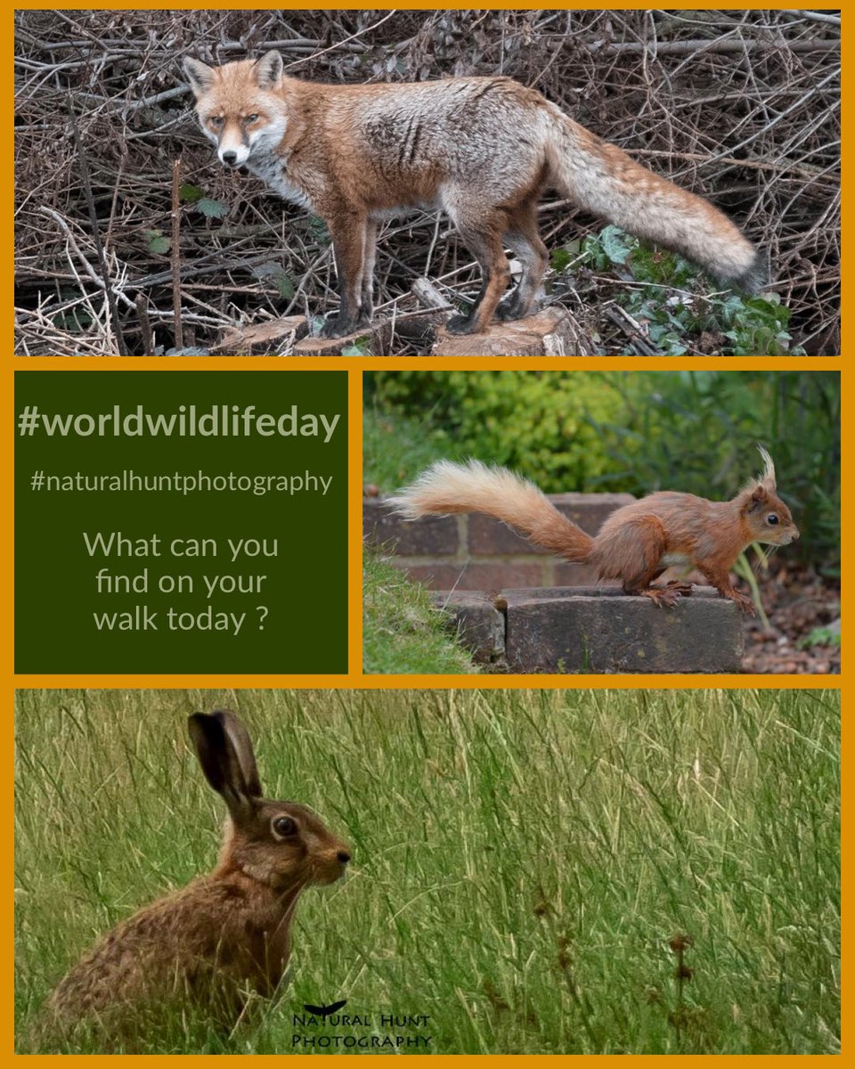 #worldwildlifeday2022 Celebrate your local area with a walk and see what you can spot. Remembering to look high, low and underneath to explore what nature can offer. @HantsIWWildlife @Natures_Voice #naturalhuntphotography #wildlifephotography #wildlife #fox #hare #redsquirrel