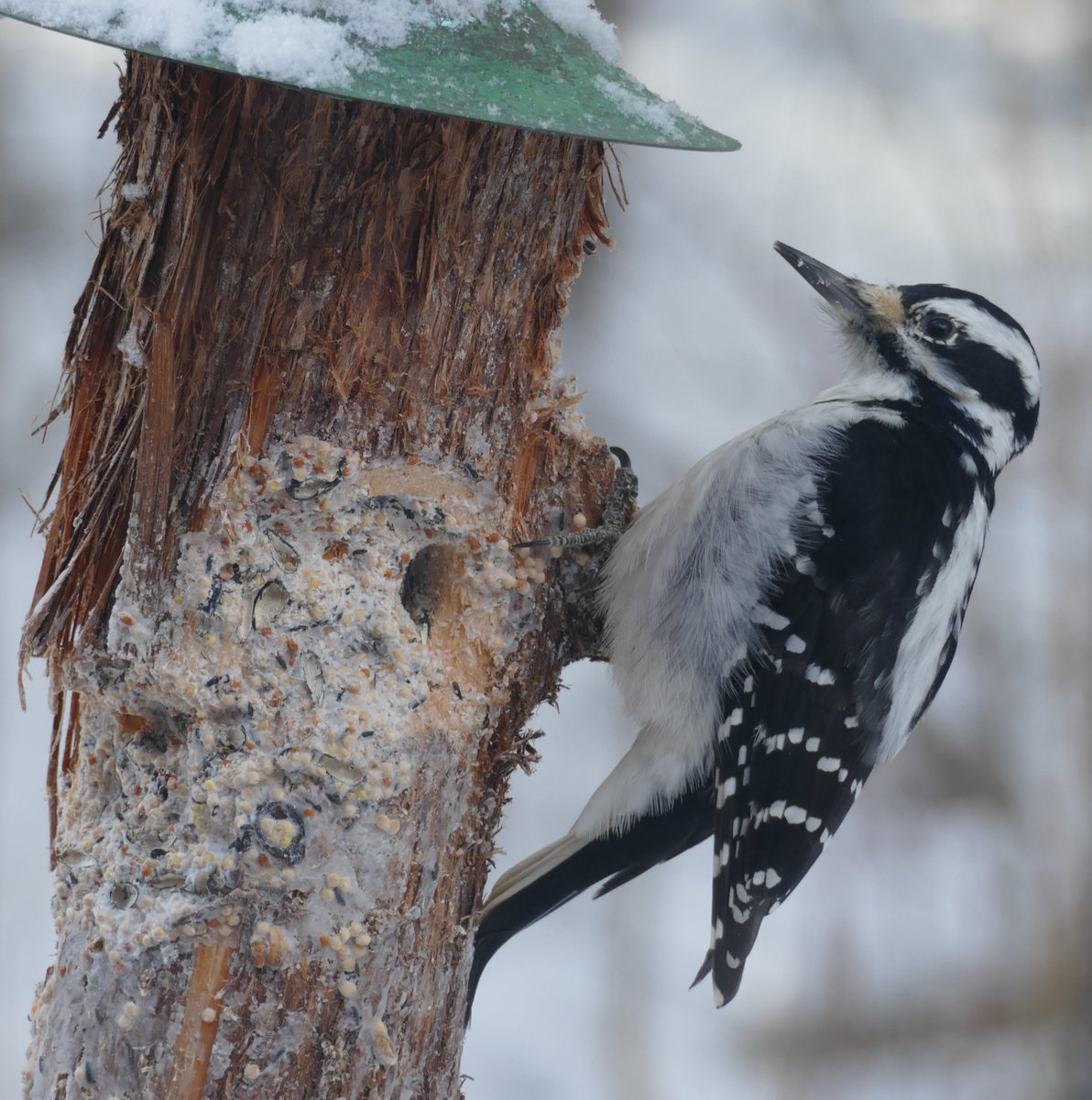 citymississauga's tweet photo. It’s #WorldWildlifeDay. There are a variety of wildlife that call #Mississauga home. Let’s continue to safely coexist with &amp; respect all wildlife by being mindful of their habits and how we interact with them. 

Learn more about wildlife in Mississauga: https://t.co/1gfUlmf7Hv https://t.co/MRSixRo8hV