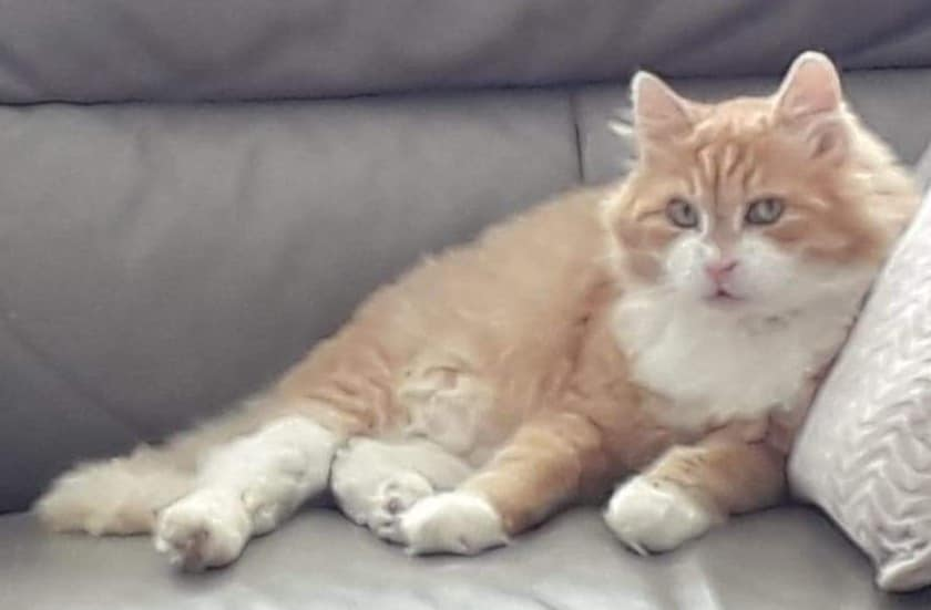 DE_HERENIGING's tweet photo. 🔴 VERMIST: KAT MINOU
gest. poes, rood/wit halflangharig
#KERKSKEN #BE Boekentstraat
#DHver 28/2/22 https://t.co/JE87BnI1He https://t.co/41Vt12qVrw