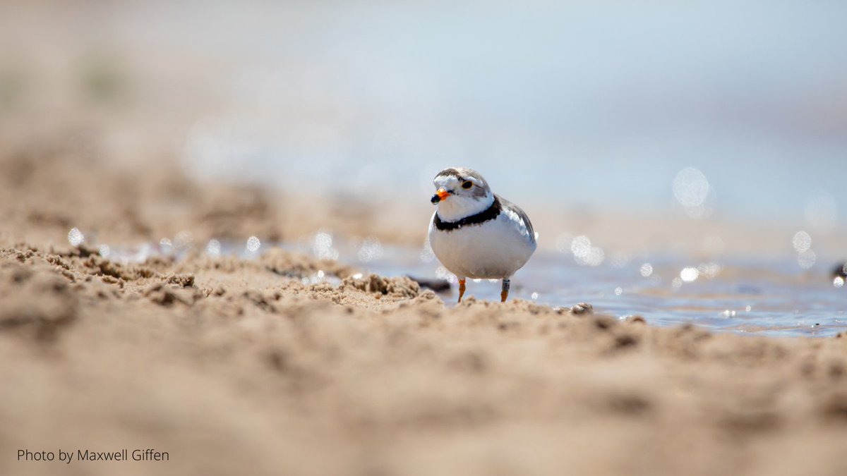 ontarioplovers's tweet photo. 1/3 #WorldWildlifeDay
We often get asked "why protect Piping Plovers?" or "what do they do for us?"
We can focus on their charm and charisma, or simply say that it's the right thing to do....(continue thread) https://t.co/aPVphAKQsa