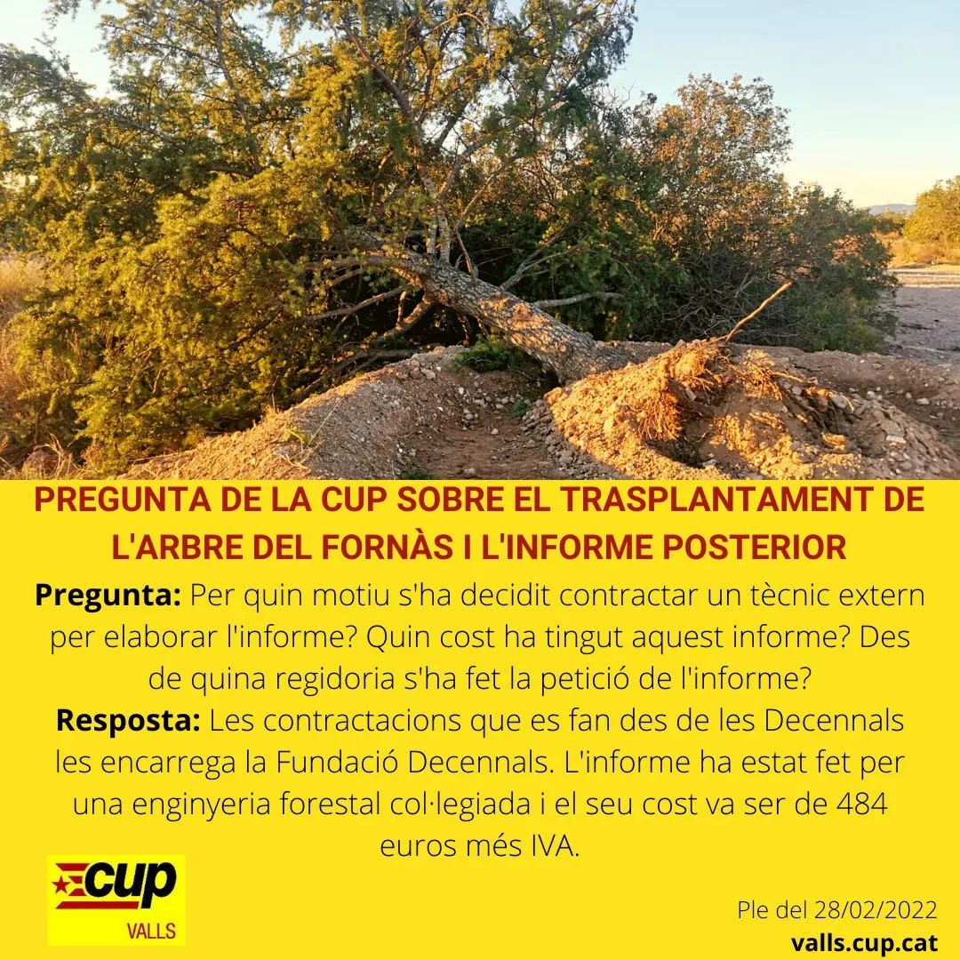 La <a href="/cupvalls/">CUP Valls</a> va preguntar sobre l'arbre del Fornàs al darrer ple de l'<a href="/VallsAjuntament/">Ajuntament de Valls</a>. 

No entenc per quin motiu un informe sobre la salut d'un arbre del poble s'encarrega des de la Fundació <a href="/DecennalsValls/">Decennals Valls 2021+1</a>