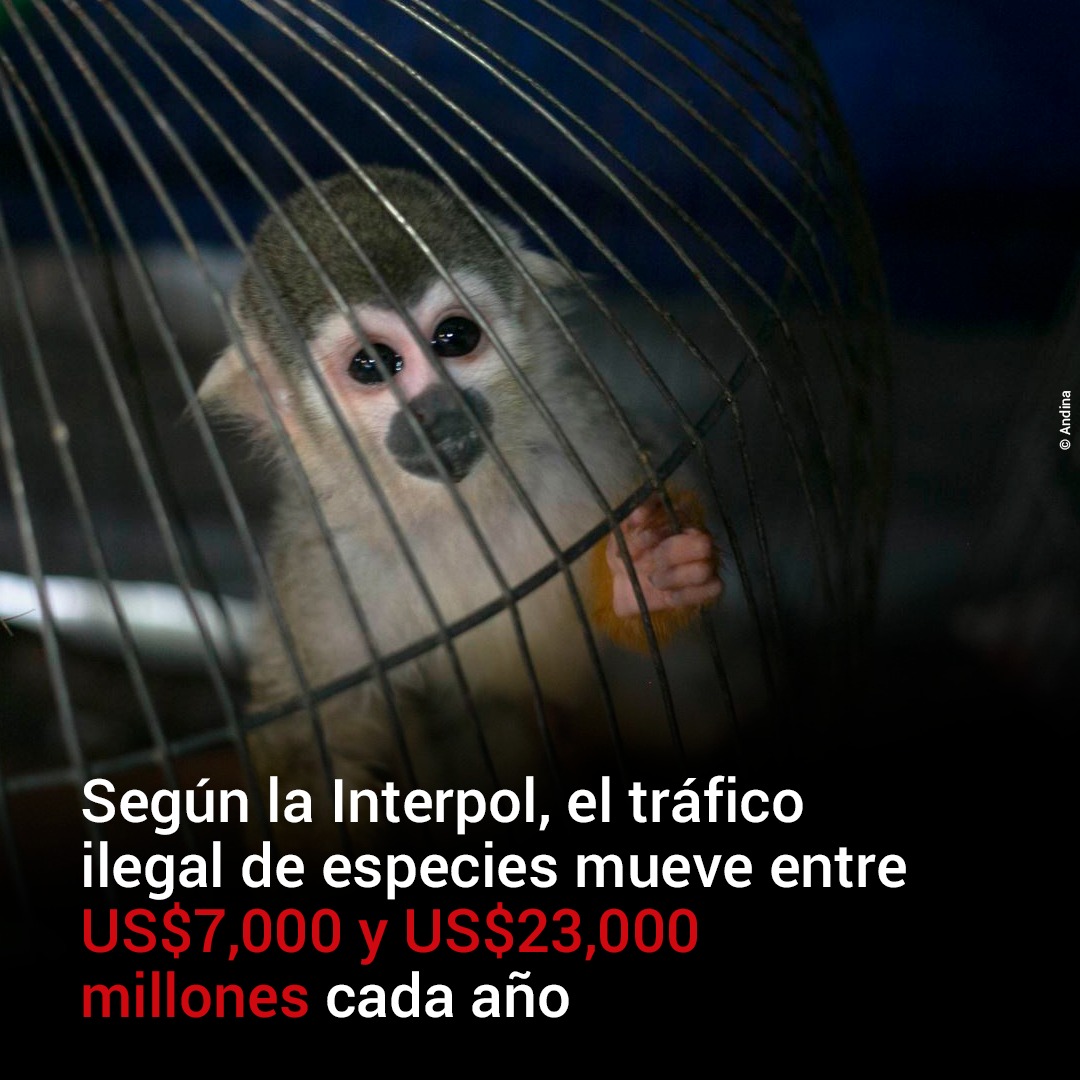WCS_Peru's tweet photo. La Interpol ha catalogado al tráfico de vida silvestre como el cuarto #ComercioIlegal más lucrativo en el mundo después del narcotráfico. La Comisión de Justicia puede decir #NoMásTráficoIlegal y catalogar este delito como lo que es: #CrimenOrganizado
#diamundialdelavidasilvestre https://t.co/XOIr8vqBTN