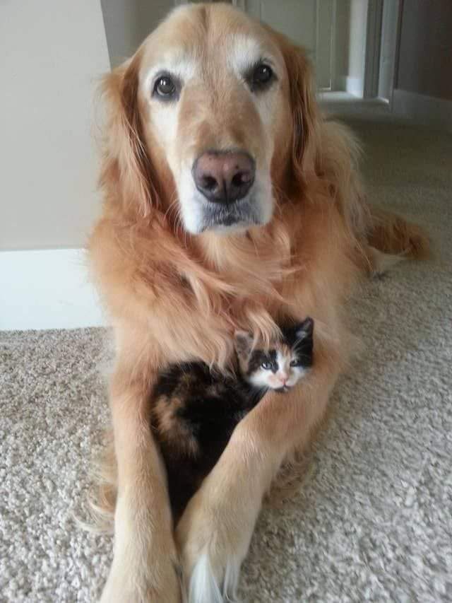 ❃❃❃ SWEET FRIENDSHIP 💗
#dogsofinstagram #dog #CatsofTwittter https://t.co/31mGoRoZl2