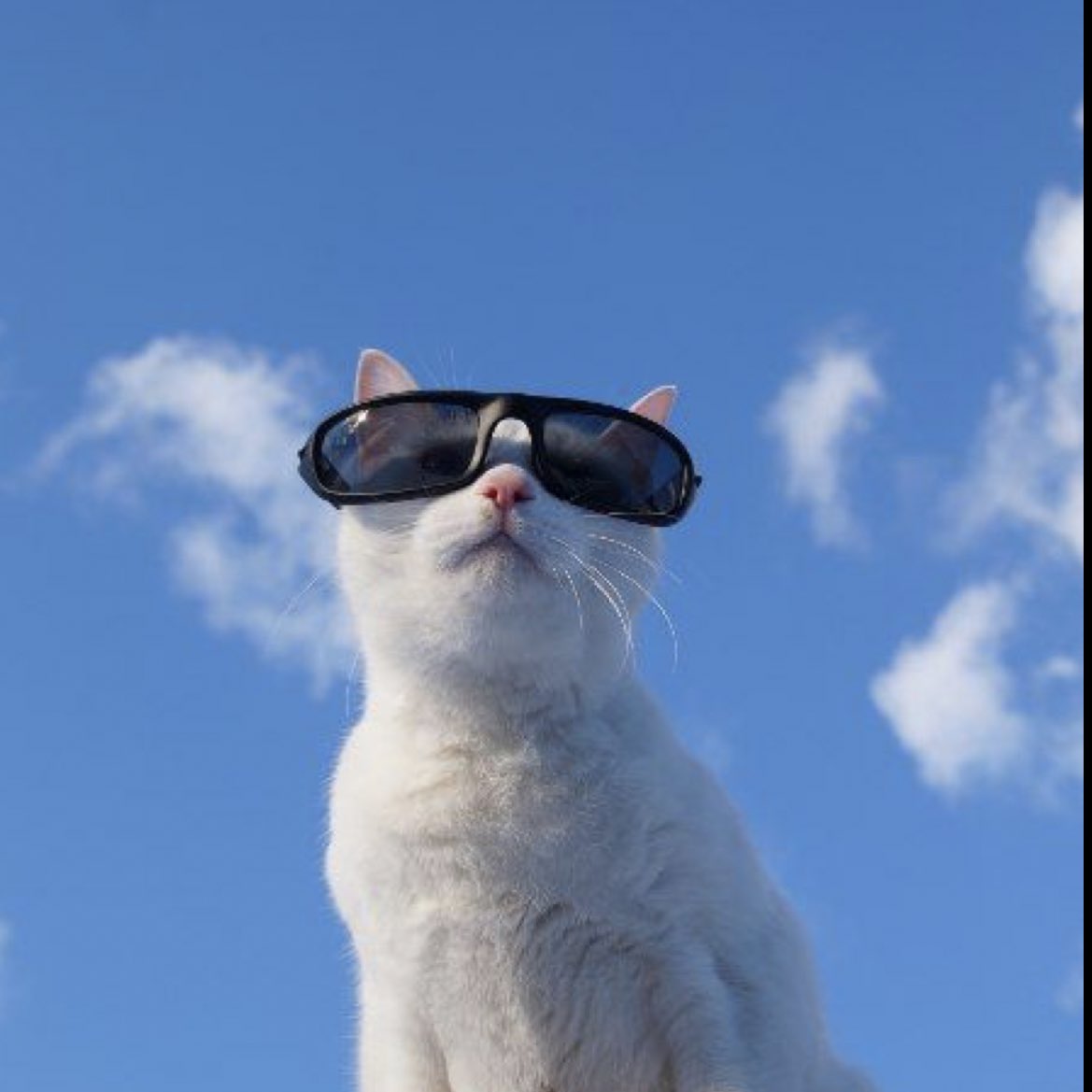 __mind3's tweet photo. 🏷

　　　　  😸 ᴍɪɴ ʏᴏᴏɴɢɪ 😸

　　 関東住みの05生まれの女です🤞🏻
　　　　♡でお迎え行きます~😽
 めっっっちゃ濃く絡める方大歓迎です🧬

#armyさんと猛烈に絡みたい 
#bts好きな人と繋がりたい 
#ARMYと繋がりたい https://t.co/PihNV8Mk1U