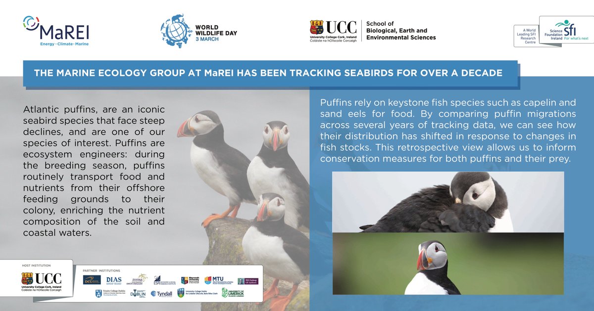 MaREI (@mareicentre) on Twitter photo For #WorldWildlifeDay, MaREI & <a href="/uccBEES/">Biological, Earth & Environmental Sciences, UCC</a> researcher <a href="/Jamie_Darby/">Jamie Darby</a> explained how the marine ecology group at MaREI has been tracking seabirds specifically Atlantic Puffins for over a decade For #WorldWildlifeDay, MaREI & <a href="/uccBEES/">Biological, Earth & Environmental Sciences, UCC</a> researcher <a href="/Jamie_Darby/">Jamie Darby</a> explained how the marine ecology group at MaREI has been tracking seabirds specifically Atlantic Puffins for over a decade