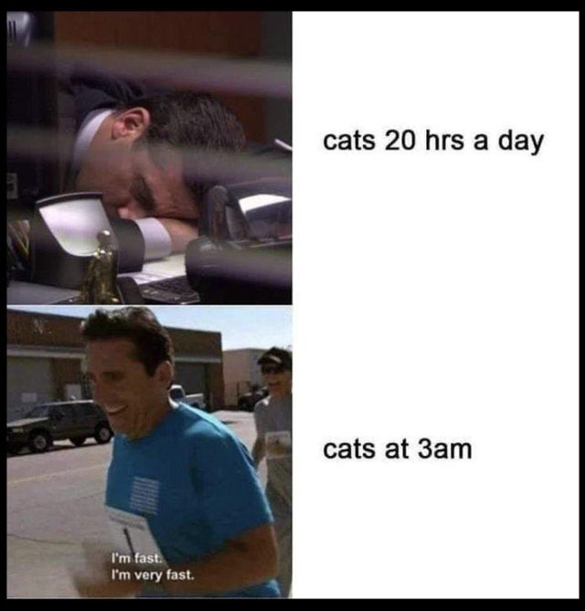 WholesomeMemes (@wholesomememe) on Twitter photo 