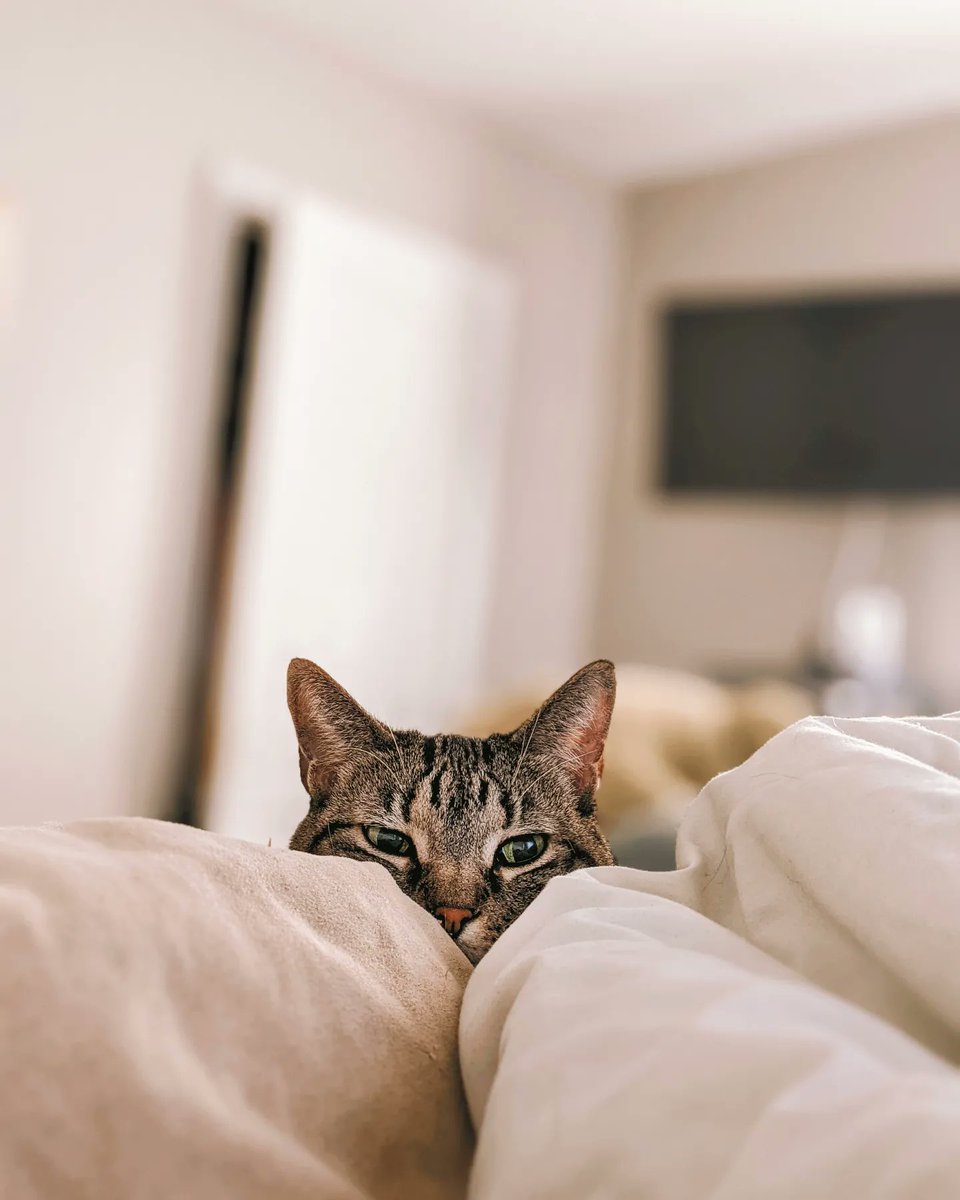 Good morning! Where are my cat  owners at? 🐱😺 #CatsOfTwitter #Kitty