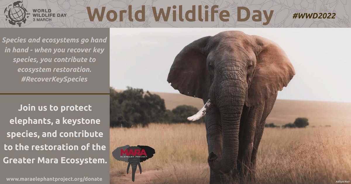 Happy #WorldWildlifeDay, with a very MEP connected theme this year, recovering key species for ecosystem restoration. Your support has helped us protect elephants, their habitats and the communities that call the Mara home. #RecoverKeySpecies #WWD2022 -> maraelephantproject.org/donate/
