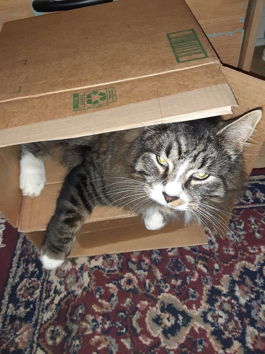 Jr7Jimi's tweet photo. @tina_baines Sweet kitty. ❤🐯
Think Kuda and Yoshi would get along. He loves to play in new boxes. Best cat toy you can get. 
Have a wonderful day Tina. https://t.co/uJYptOxKZA