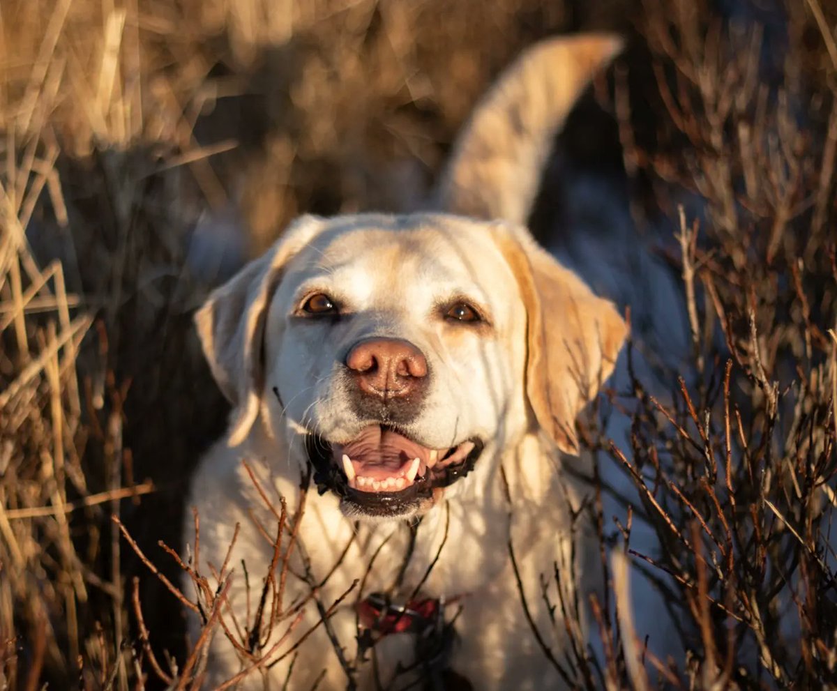 Just poppin' in to light up your feed with JJ's megawatt grin 😁 

#DogsofTwittter #dogcommunitytwitter #Labrador #happydog #twitterdogs #dogsoftwitter