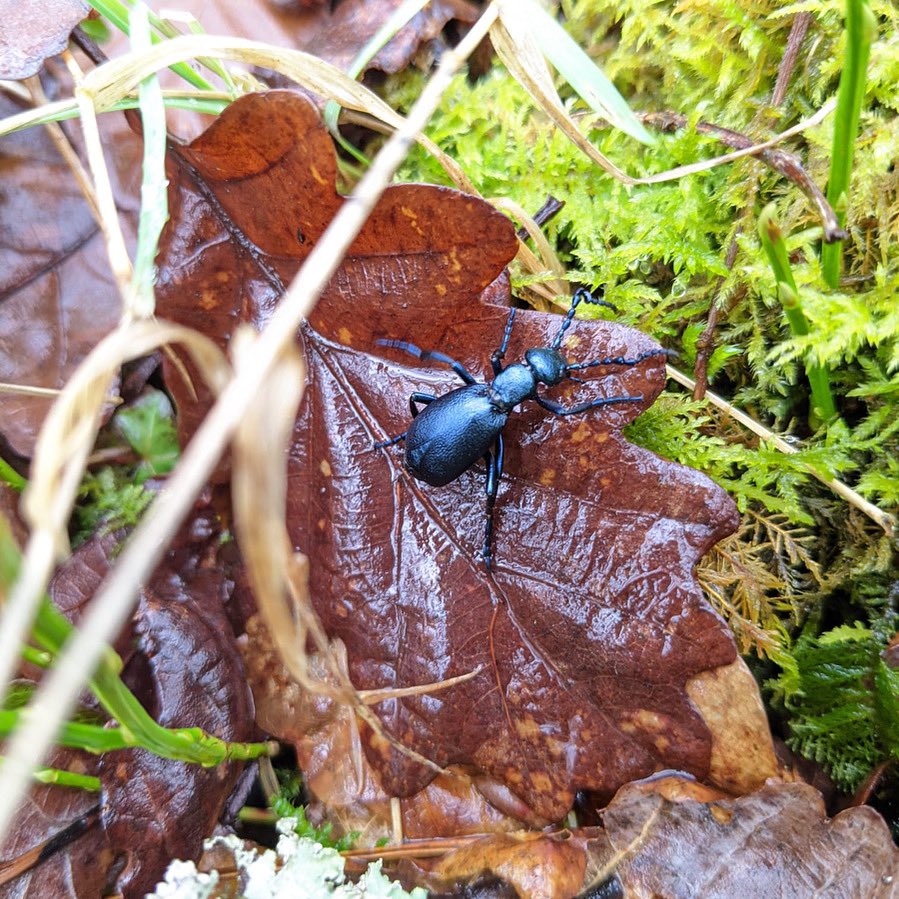 Becky Falls Dartmoor tweet media