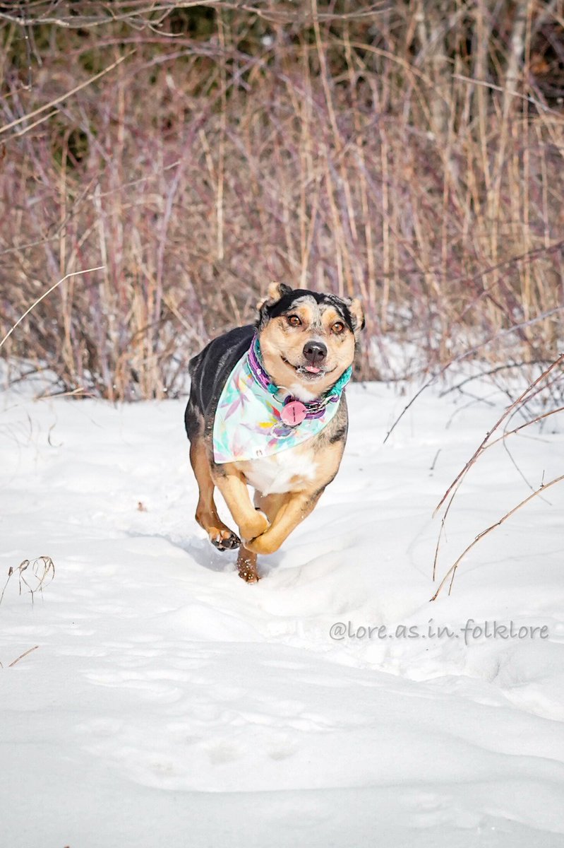 In insta-jail. But wait, there’s Twitter!
#twitterdogcommunity #dogsoftwitter #dogsofinstagram #dogs