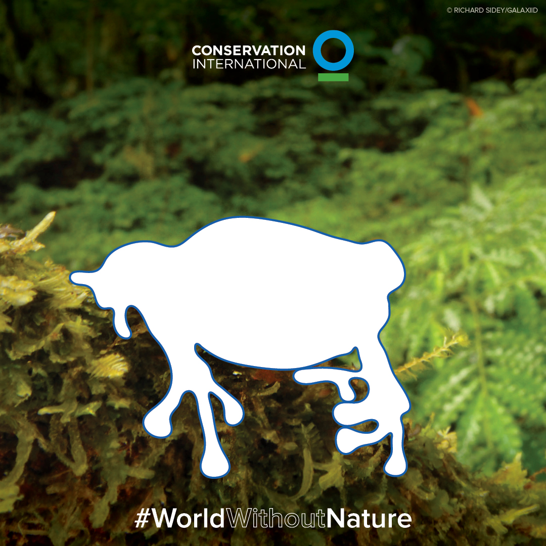 Imagine a world without wildlife… That’s what we’d have if this were a #WorldWithoutNature. 

Together, we can stop global nature loss and help ensure a future for Earth’s wildlife.