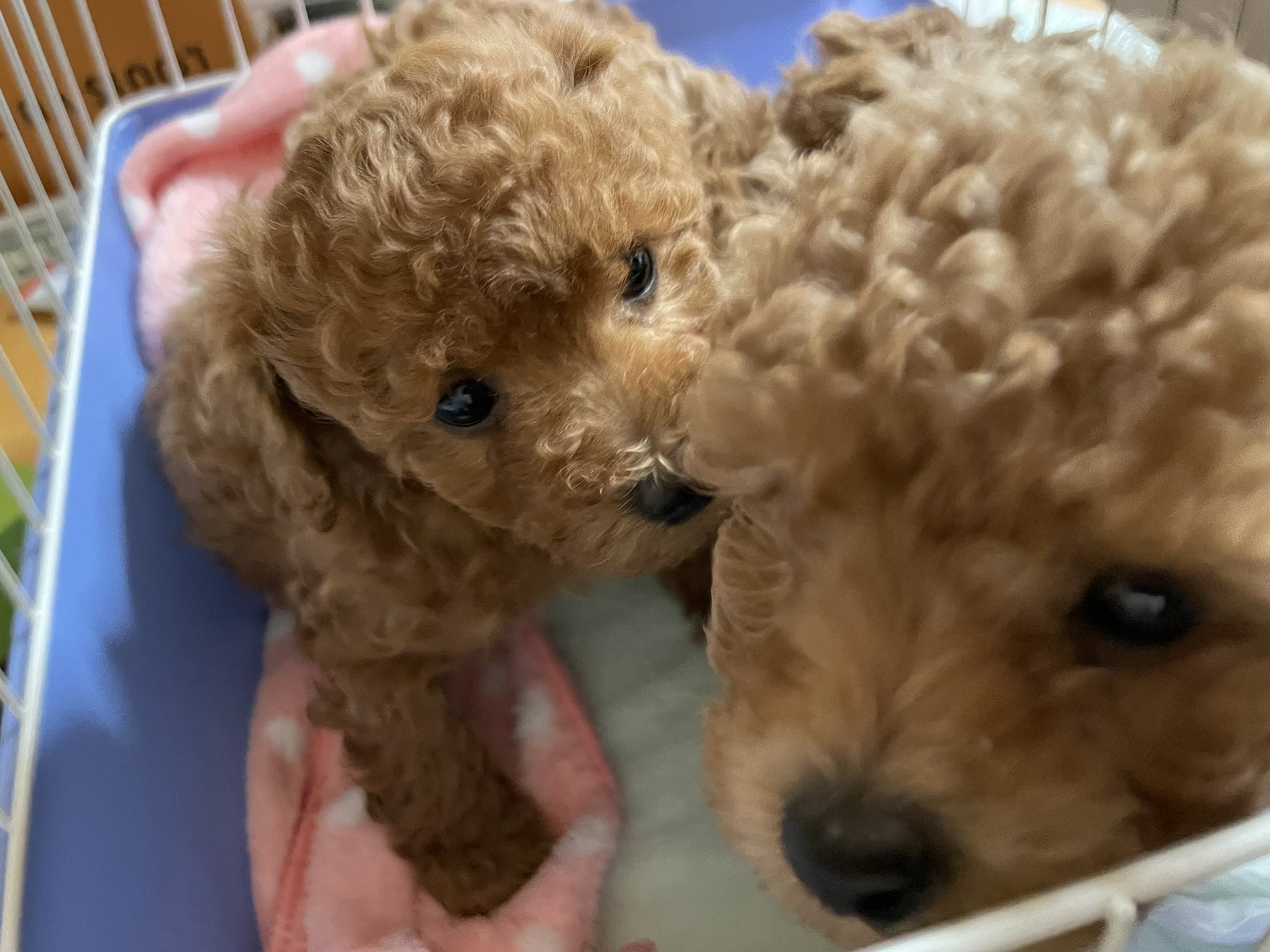 室内犬 Cerca Al Twitter Twitter