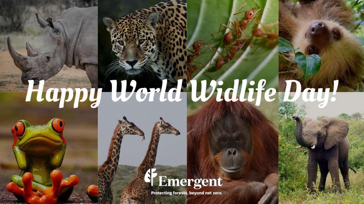 EmergentClimate's tweet photo. Despite covering <10%  of earth's land surface, tropical forests support at least 2/3 of the planet's #biodiversity. 

Protecting tropical forests protects the #wildlife essential to our ecosystem's health. Today, we celebrate wildlife. Happy #WorldWildlifeDay 
🐯🐸🦧🦥🦎🐘 https://t.co/2EyXTeKBoP
