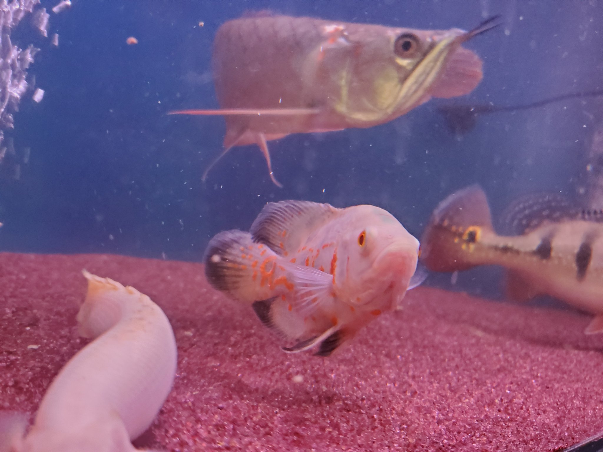 古代魚大好きな人 Rplpbl9od3qtgod Twitter