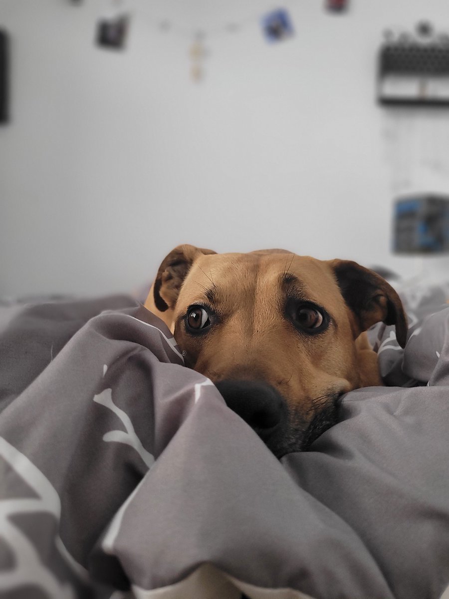 Thursday mood. 

Photos I would never post on IG but are accurate here. 

#twitterdogcommunity #dogsoftwitter