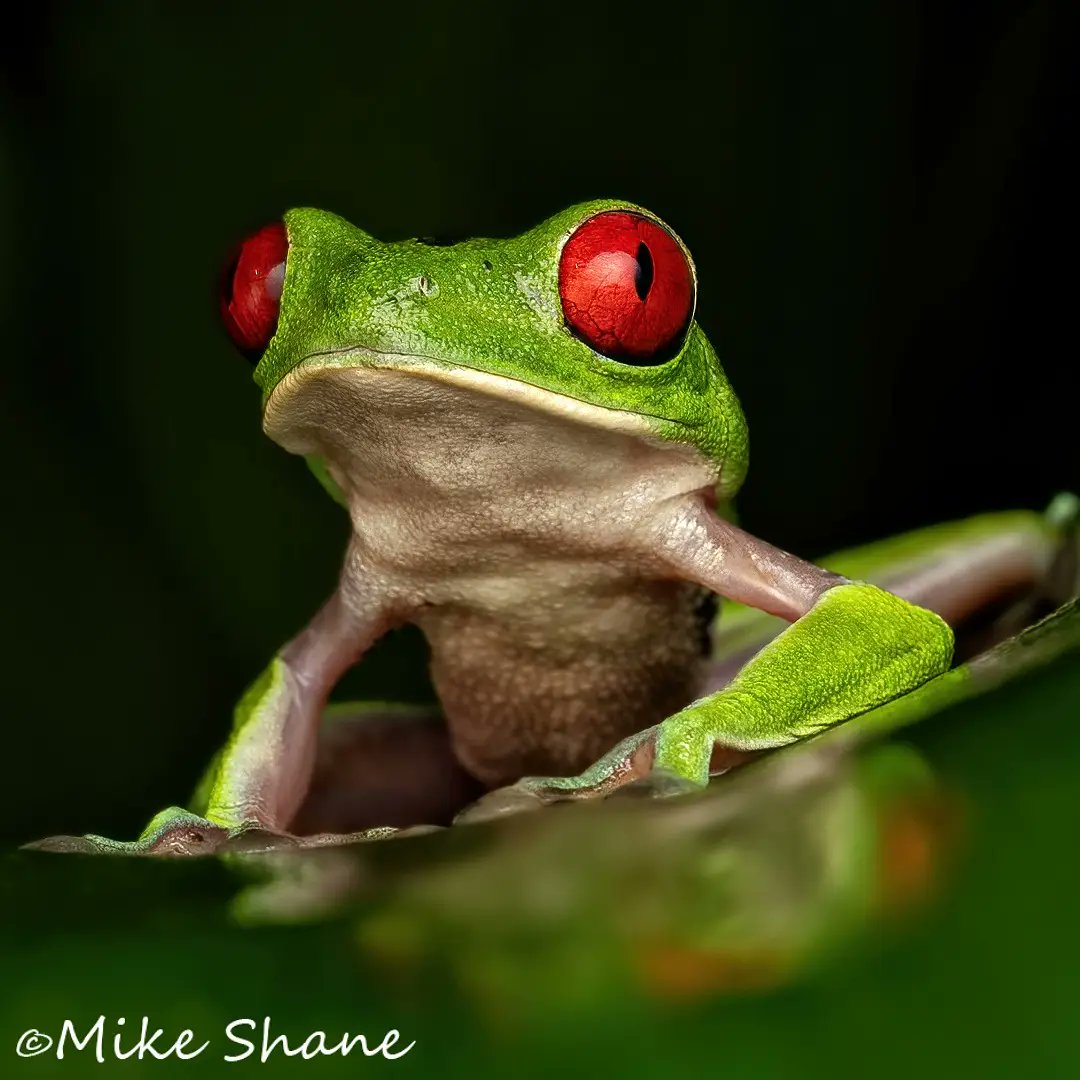 hubbsmikes's tweet photo. Welcome to #WorldWildlifeDay Here are a few images that I have taken this past year of the wildlife we share this planet with. Take a moment to observe and appreciate them in your surroundings today and everyday! https://t.co/MrvbVyzfJJ