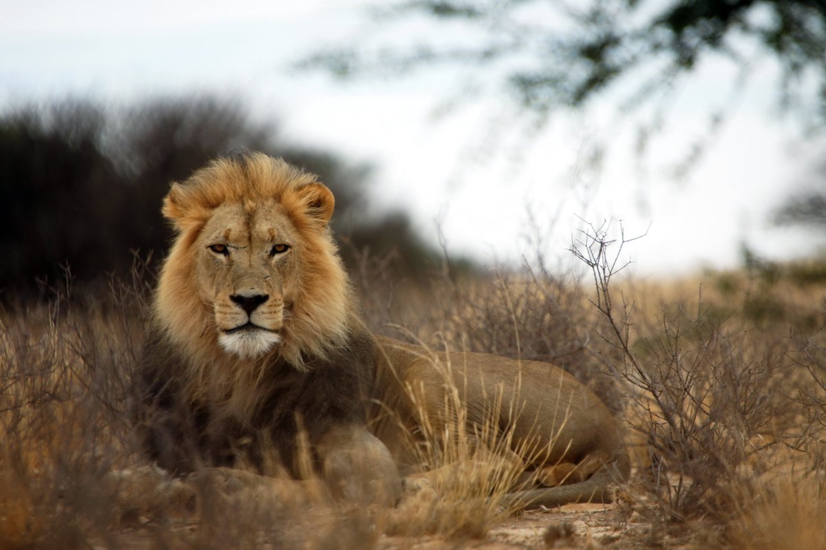 Earth Negotiations Bulletin (@iisd_enb) on Twitter photo Over 40,000 species on the <a href="/IUCNRedList/">IUCN Red List</a> are threatened w/ extinction
On #WorldWidlifeDay, we explore the roles of conventions like <a href="/CITES/">CITES</a>, <a href="/BonnConvention/">Convention on Migratory Species (CMS)</a>, and other UN agencies and donors over the past 50 years in the protection of endangered species
➡️ iisd.org/articles/prote… Over 40,000 species on the <a href="/IUCNRedList/">IUCN Red List</a> are threatened w/ extinction
On #WorldWidlifeDay, we explore the roles of conventions like <a href="/CITES/">CITES</a>, <a href="/BonnConvention/">Convention on Migratory Species (CMS)</a>, and other UN agencies and donors over the past 50 years in the protection of endangered species
➡️ iisd.org/articles/prote…