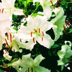 ツイートに含まれる画像