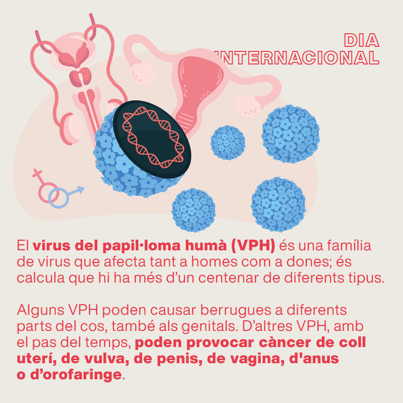 salutcat's tweet photo. 🌎🗓 La infecció per virus del papil·loma és la infecció sexual més freqüent al món: 8 de cada 10 persones es contagia al llarg de la seva vida.

💉🔬 Per prevenir-la, disposem d'eines com l'educació, la vacunació i el cribratge. #unapreocupaciómenys #onelessworry