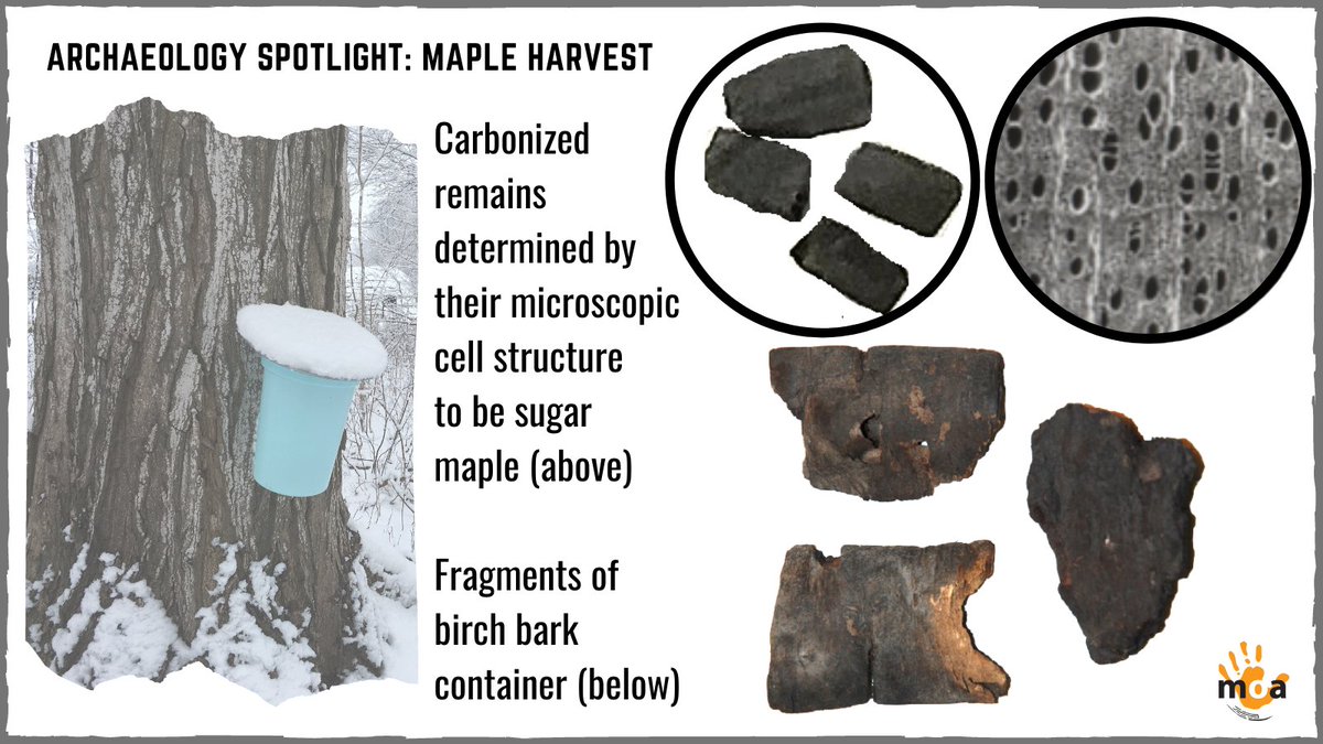 Maple harvesting during winter has a long history throughout Canada; in the past birch bark containers were used to collect sap. Remains of these containers and sugar maple charcoal can indicate, for archaeologists, a possible maple harvest camp. 

#MOALondon #LdnOnt #Archaeology