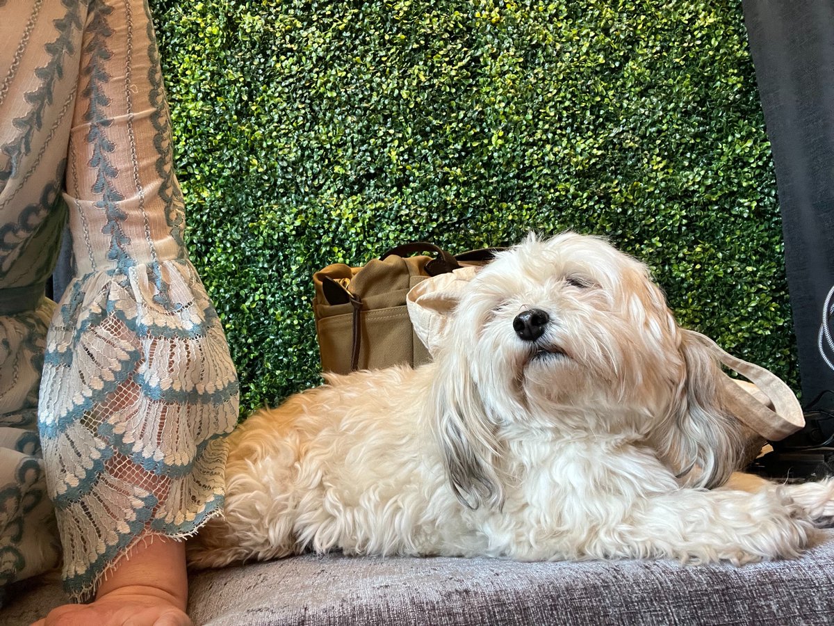 New Orchard tweet media