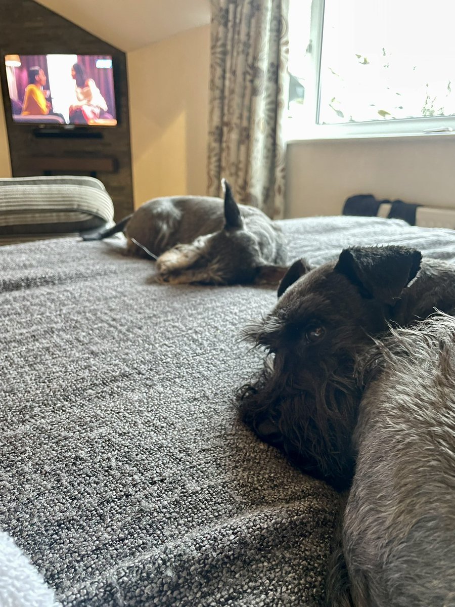They’re so broken. Oops 🙈 happy pups ❤️