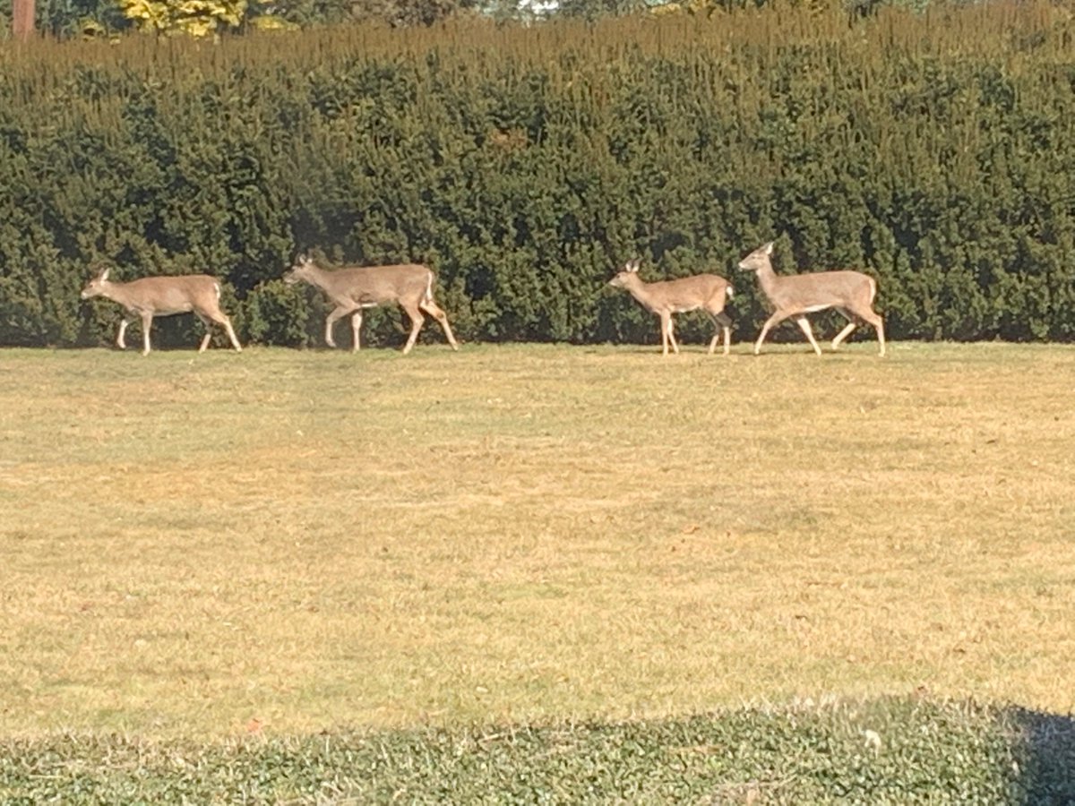 Today is #WorldWildlifeDay, a reminder of all the natural beauty in our district! Share what wildlife you've seen in Bucks County, I'll go first:
