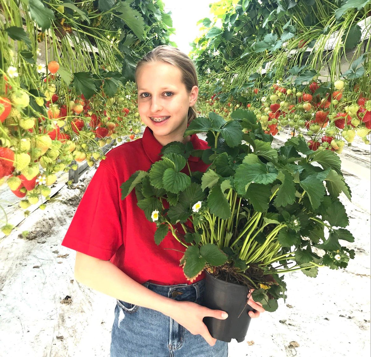 🍓🌱Ook dit jaar weer... jouw eigen aardbeiplanten! 🌱🍓
Komt dat even goed uit met dit mooie weer.
🌱🍓Bestel ze via: vriend-aardbeien.nl
