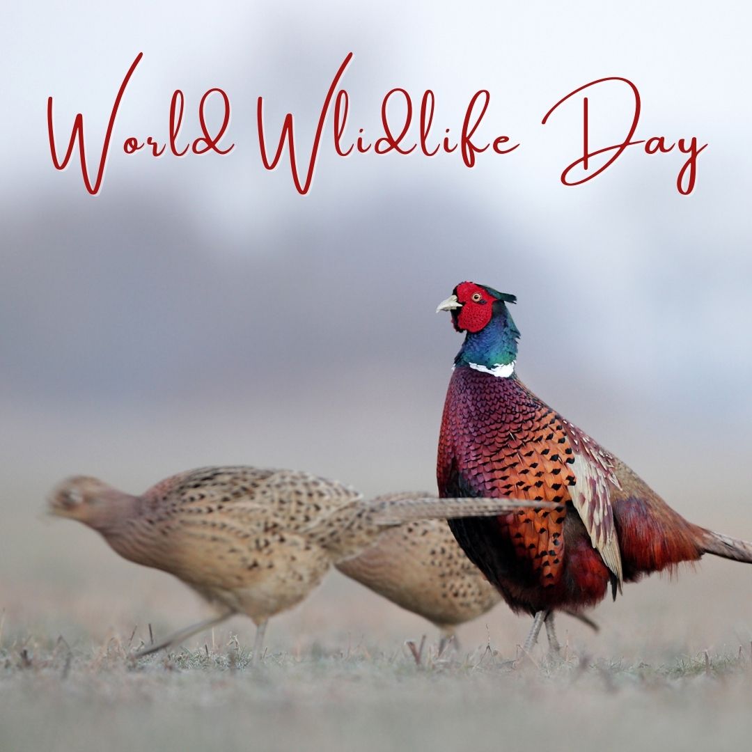 Happy #WorldWildlifeDay! Don’t forget to check out the incredible work made by @pheasants4ever. With over 149,000 members, they accomplish nearly 15,000 #wildlifehabitats each year! bit.ly/3qnsOpW