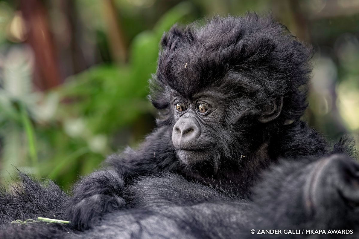 Mountain gorillas are classified as Endangered by the IUCN. Over the past 7 years, this ape’s population has shown an increase of 26.3 %. A remarkable feat achieved as a result of commitment and strong partnerships from all stakeholders.  bit.ly/2zaTM8K #WorldWildlifeDay