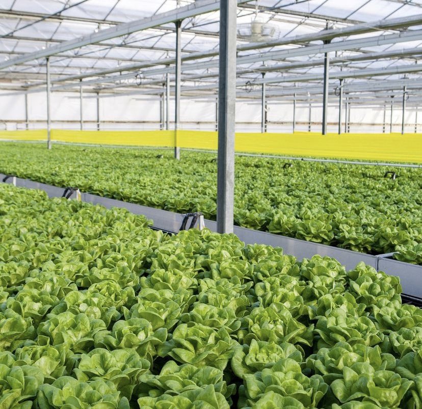 Our greenhouse-grown Delicato® Butter Lettuce is grown hydroponically in BC, Canada. 👩🏽‍🌾

This growing method uses much less water and land than traditional field farming. The protection of the greenhouse produces naturally grown safe produce for you to enjoy.

#GreenhouseGrown