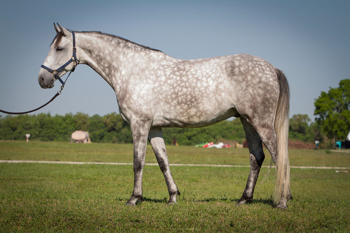 Available minutes from WEF: Ridiculously handsome Ch/AA Jumper. Lots of starter show miles with kids and schools through 1.20m at home. Wonderful brain &amp; ready to help another rider move up.
Celebrity Blue // 2012 16.1h KWPN Gelding by Alicante

↬ hntjmp.be/CelebrityFarms