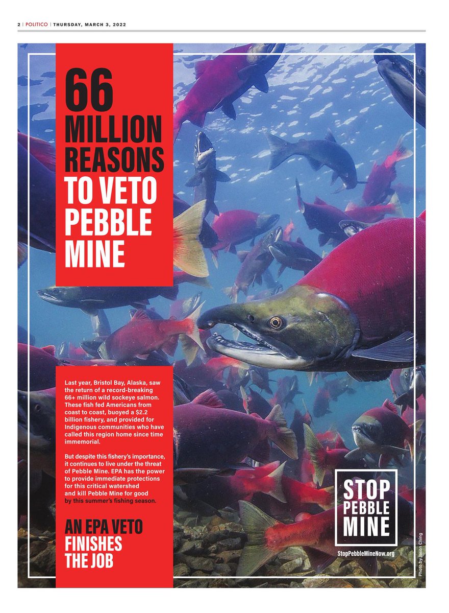 Bristol Bay ad running in <a href="/politico/">POLITICO</a> today! 💪
Take action at: stoppebbleminenow.org/take-action/ #DefendBristolBay #StopPebbleMine #AlaskaSalmon #Politico