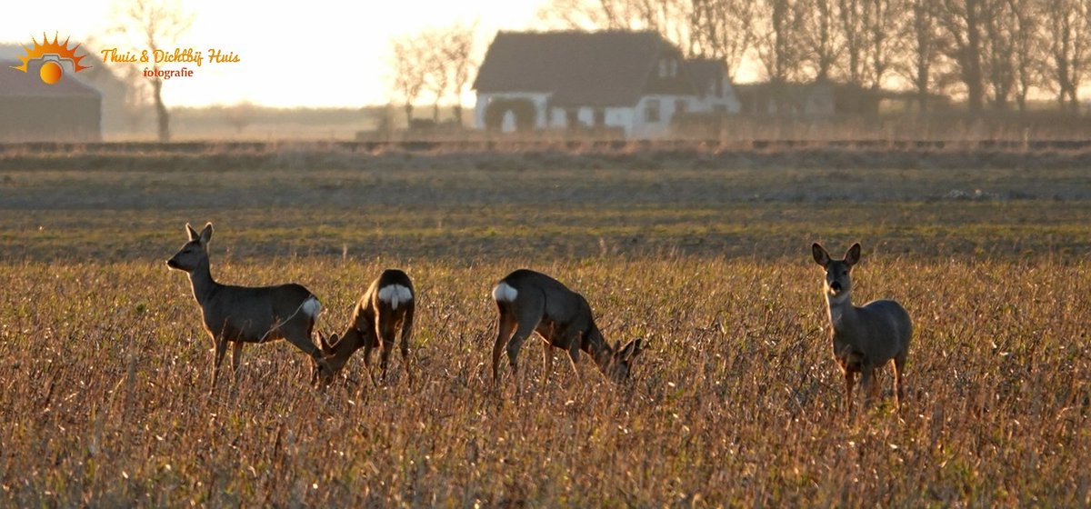 Prachtig op 't Hogeland. 
3 maart '22
#eemshaven #reeën <a href="/Het_Hogeland/">Gemeente Het Hogeland</a> <a href="/rtvnoord/">RTV Noord</a> <a href="/Noorderland/">Noorderland</a> <a href="/dvhn_nl/">Dagblad van het Noorden</a>